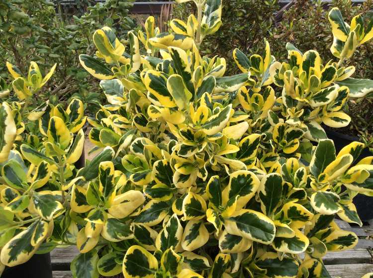 Image of Coprosma repens 'Taupata Gold'